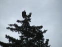 Bald eagle at the top of a tree